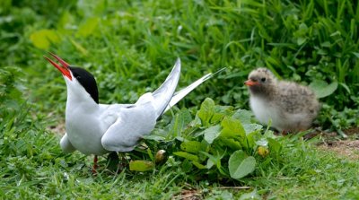 Artic Tern with Chick