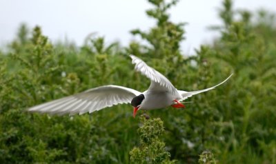 Tern Hovering