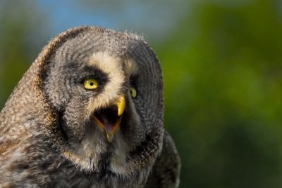 Northern Grey Owl
