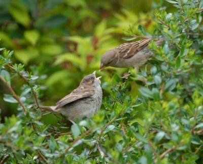 Sparrow Feeding Chick