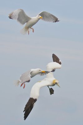 Gannet & Gulls