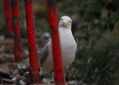 Curious Gull