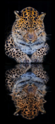 The Leopard's Gaze