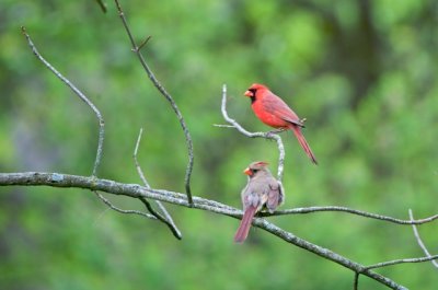 Cardinals - Wisconsin