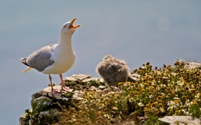 Herring Gull & Chick