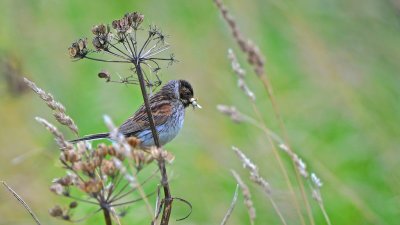 Reed Bunting - Female