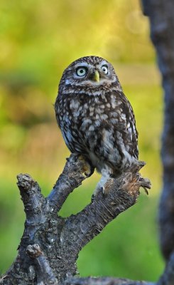 Little Owl
