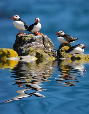 Puffin Mountain