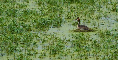 Grebe Nesting