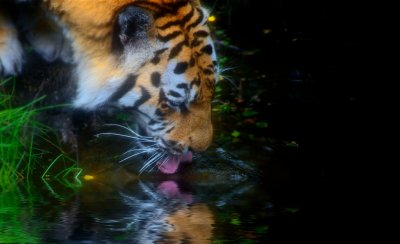 Tiger drinking