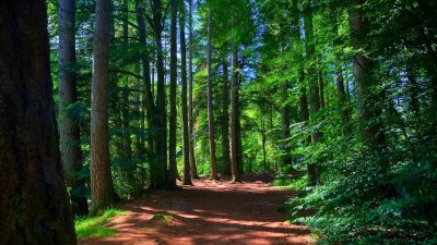 Birnam Woods [ Macbeth ] home of the tallest trees in the UK