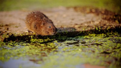 Cromford Canal Vole