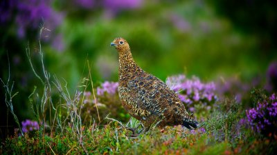 Moorland Red Grouse