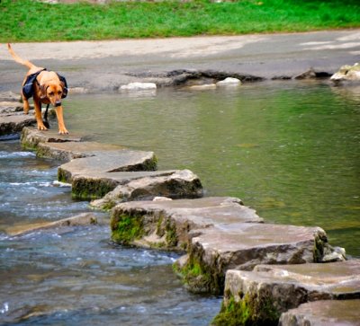 Dovedale Stepping Stones