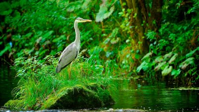 Dovedale Heron