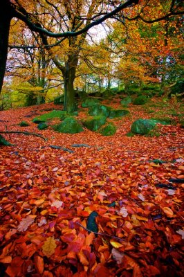 Carpet of Leaves in Padley Gorge