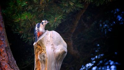 Garden Woodpecker