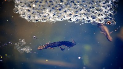 Crested Newt and Eggs