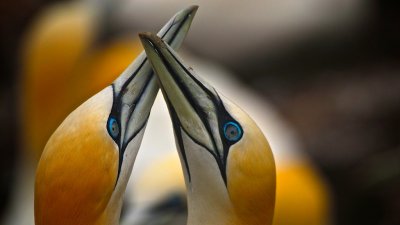 Bass Rock Gannets Pair Bonding
