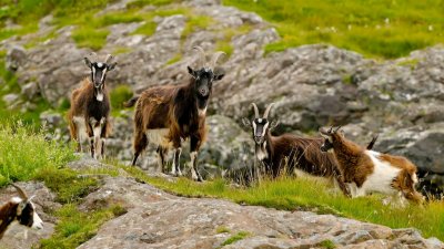 Mull Wild Goats