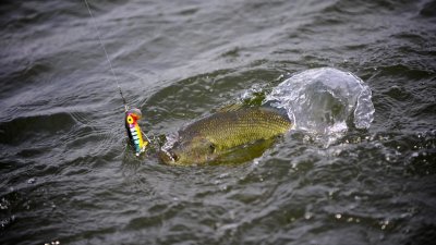 Bass Fishing - Hook