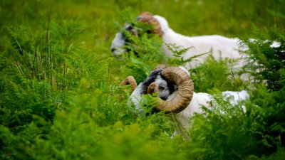 Isle of Mull Rams