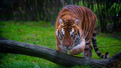 Amur Tiger