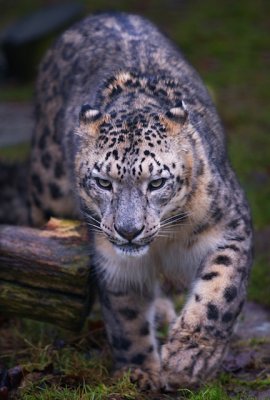 Snow Leopard