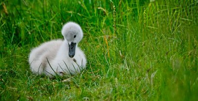 Cygnet