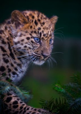 Amur Leopard Cub