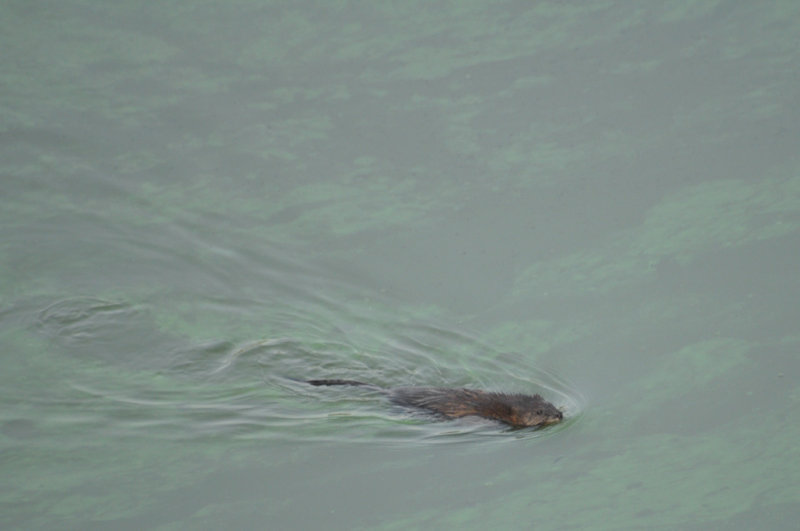 muskrat