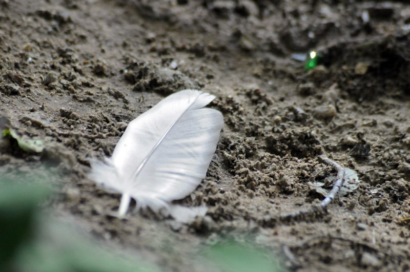 lost feather