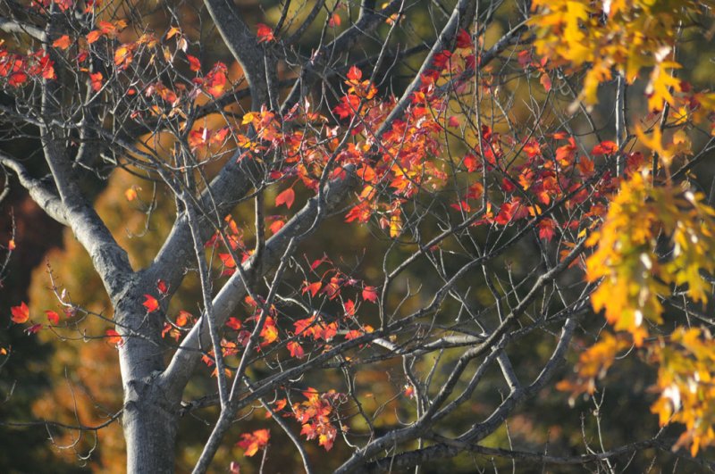afternoon light