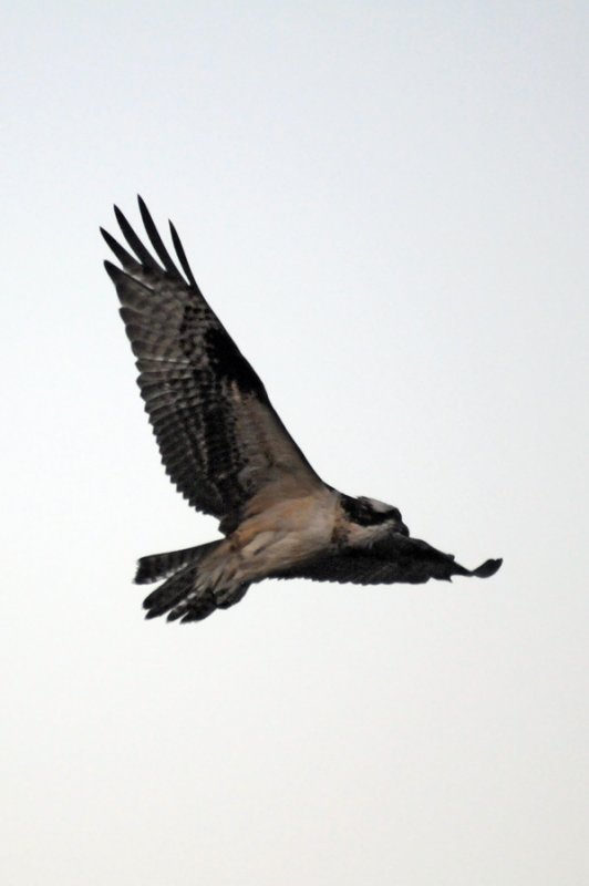 red-shouldered hawk
