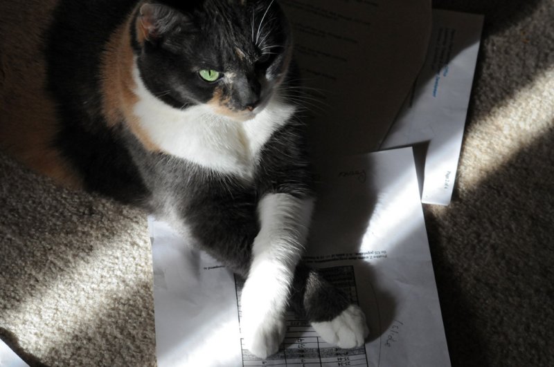 paper tiger