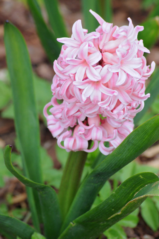pink hyacinth