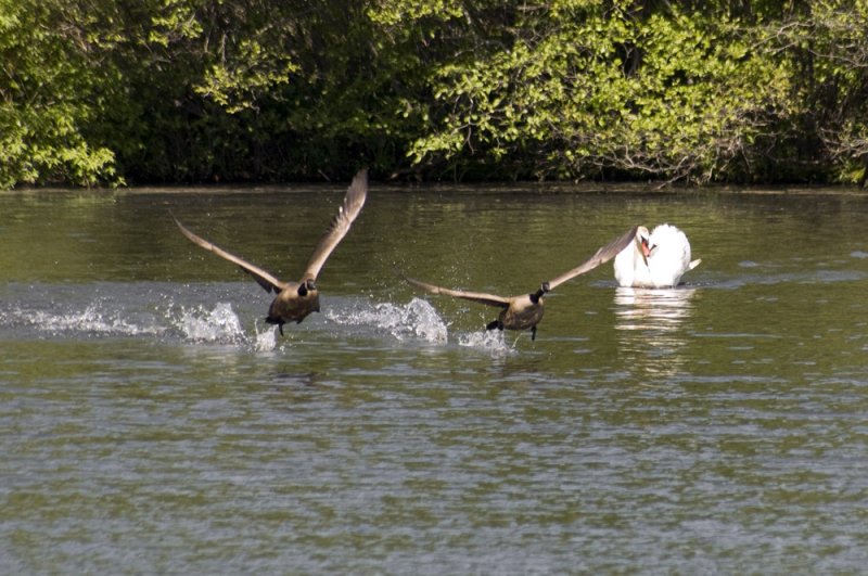 two birds with one swan