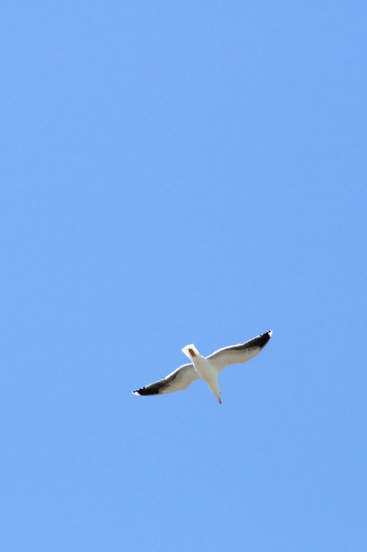flyover