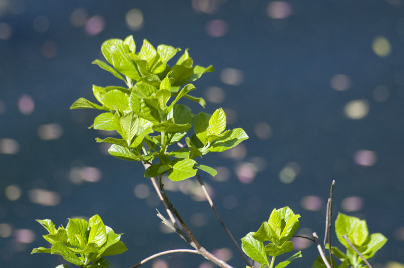leaves and petals