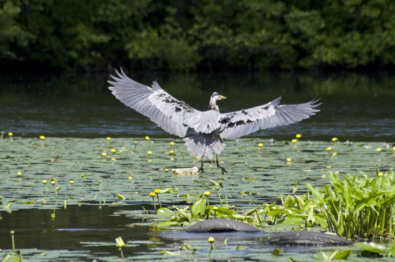 great blue heron