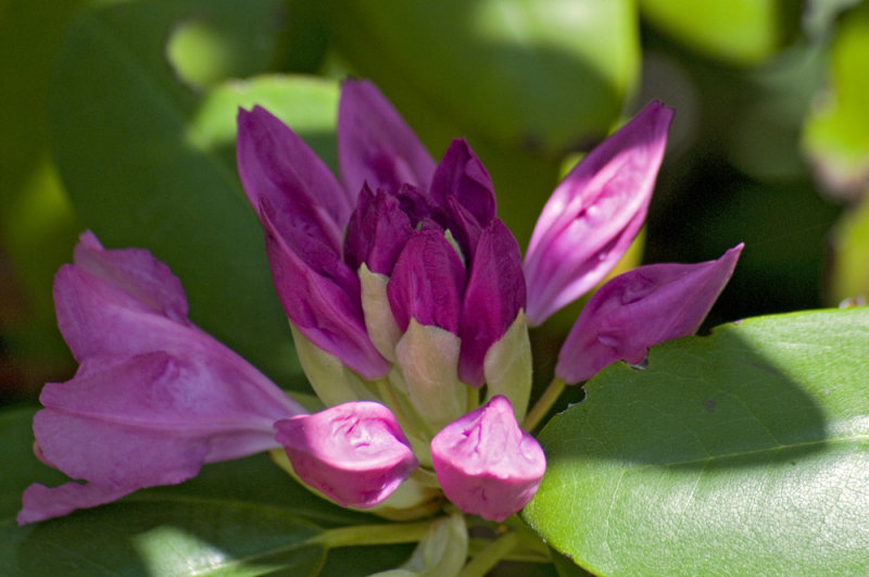 rhododendron blossom