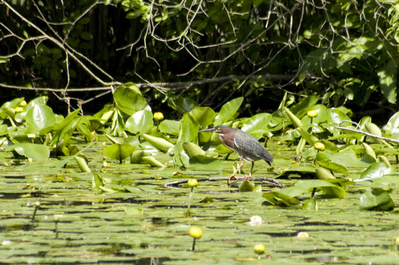 green heron