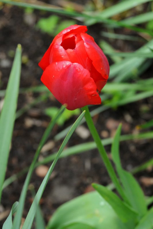 red tulip