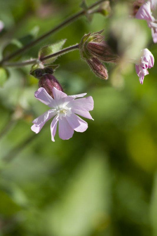 Pink campion