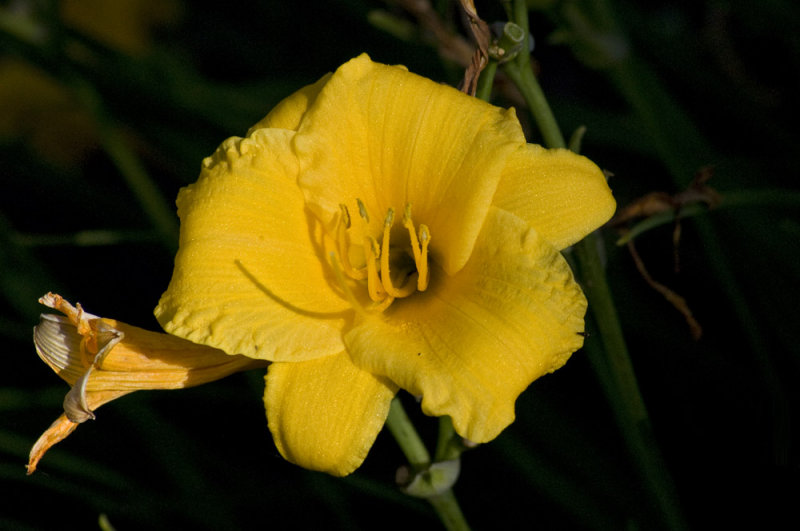 Daylily