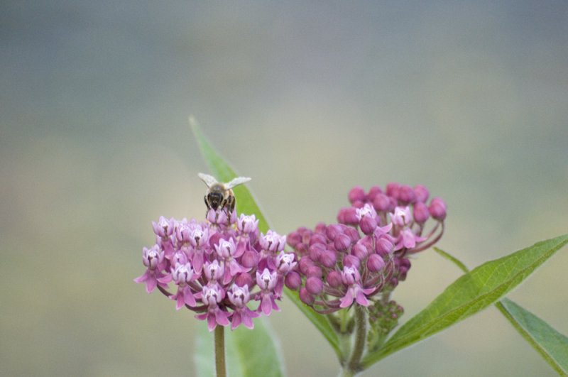 Swamp milkweed