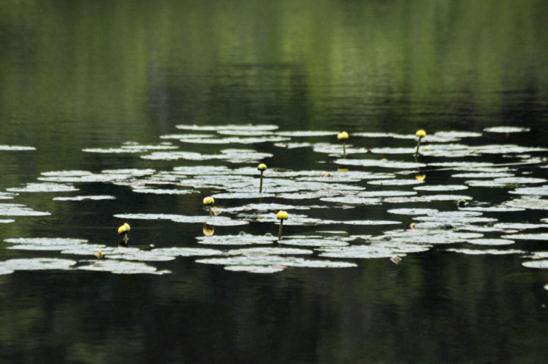 lily pads