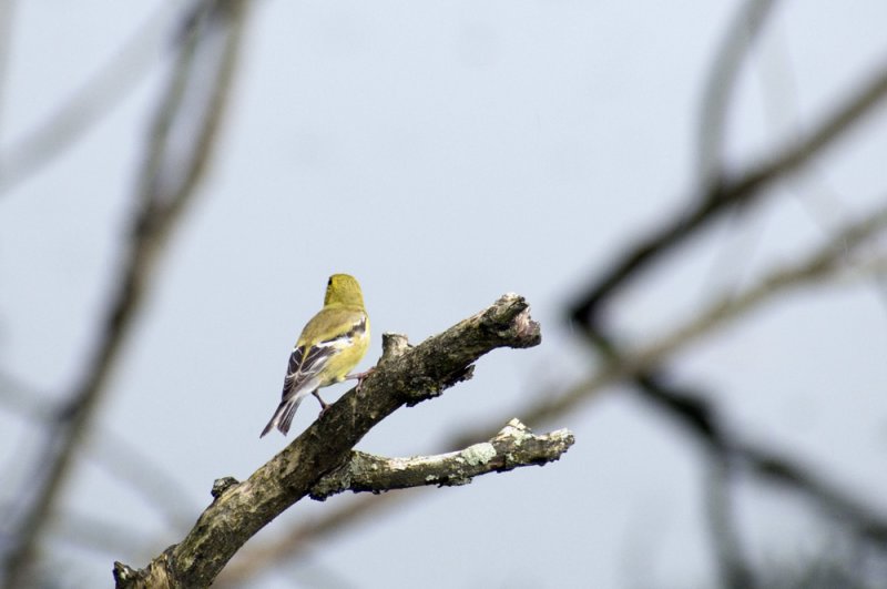 American goldfinch