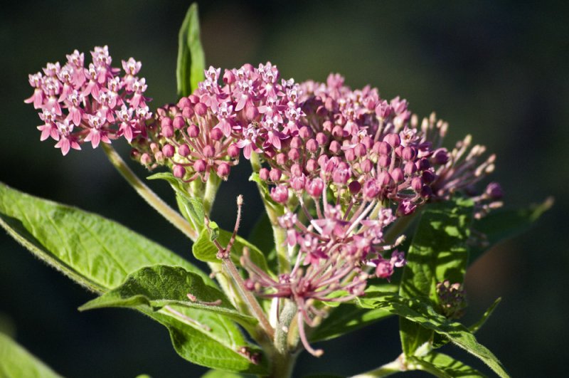 Swamp milkweed