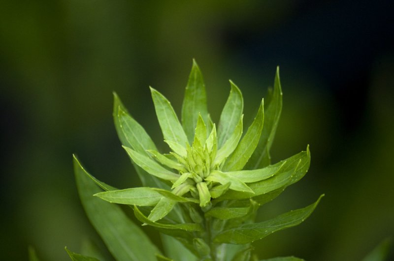 Evening primrose